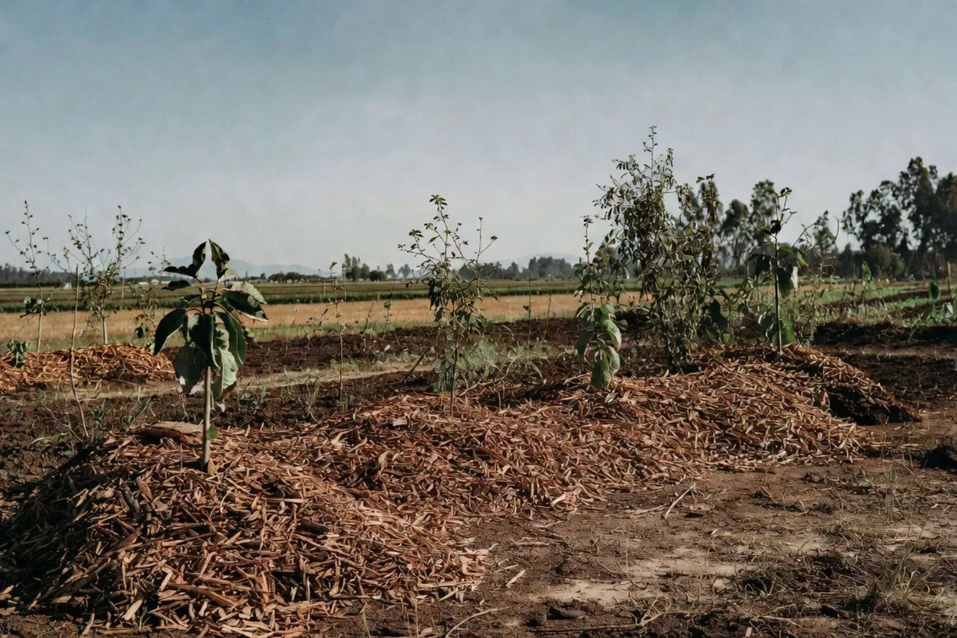 Mulch de Madera Picada — Vista general del producto
